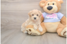 Energetic Maltese Poodle Poodle Mix Puppy