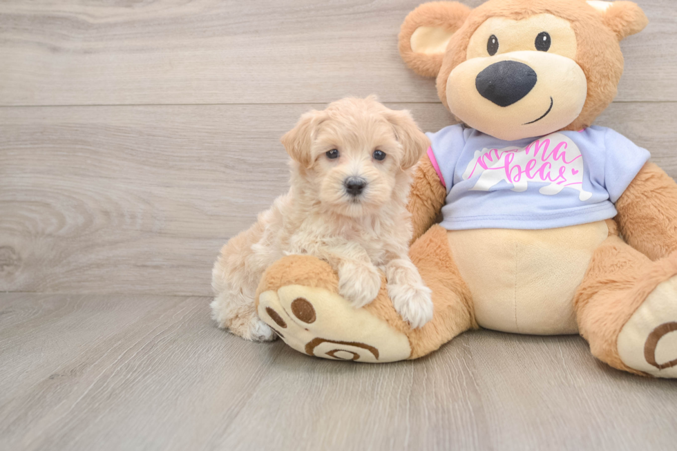 Energetic Maltese Poodle Poodle Mix Puppy