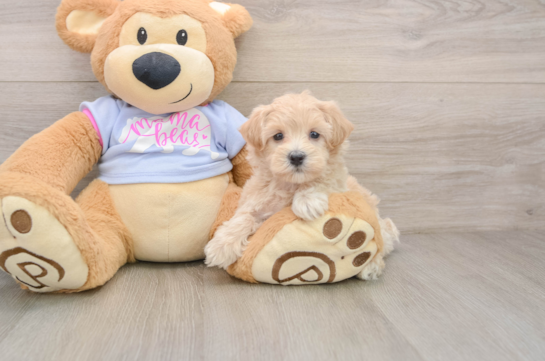 Sweet Maltipoo Baby