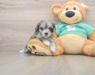 7 week old Maltipoo Puppy For Sale - Premier Pups