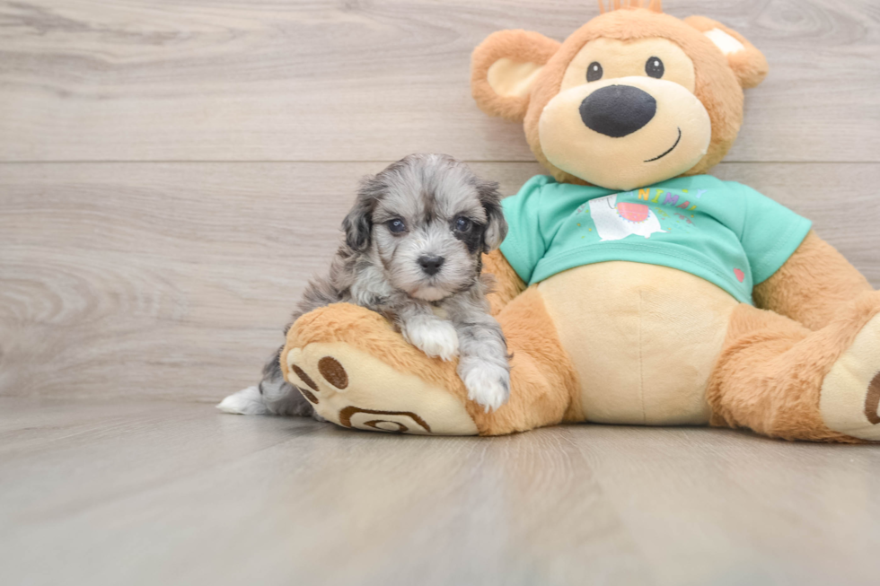 Maltipoo Pup Being Cute