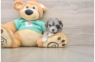 Funny Maltipoo Poodle Mix Pup