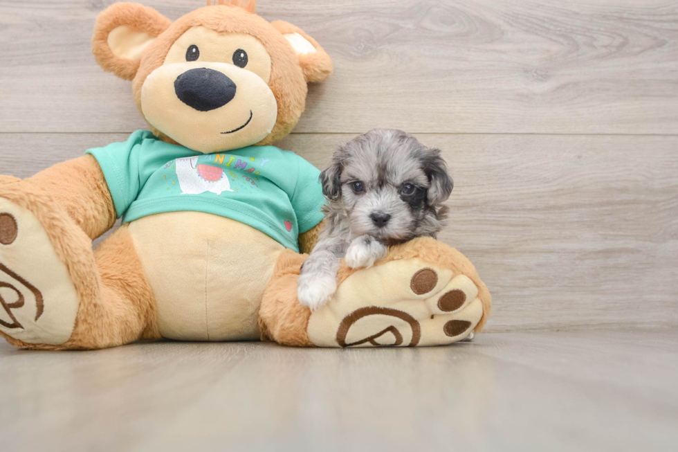 Funny Maltipoo Poodle Mix Pup