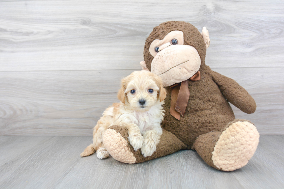 Maltipoo Pup Being Cute