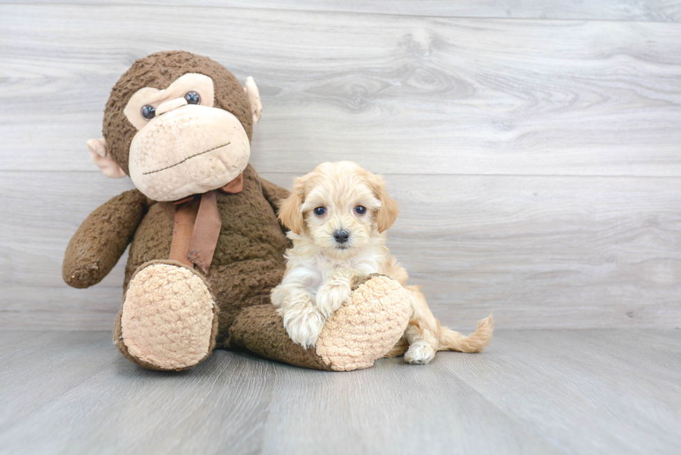 Energetic Maltese Poodle Poodle Mix Puppy