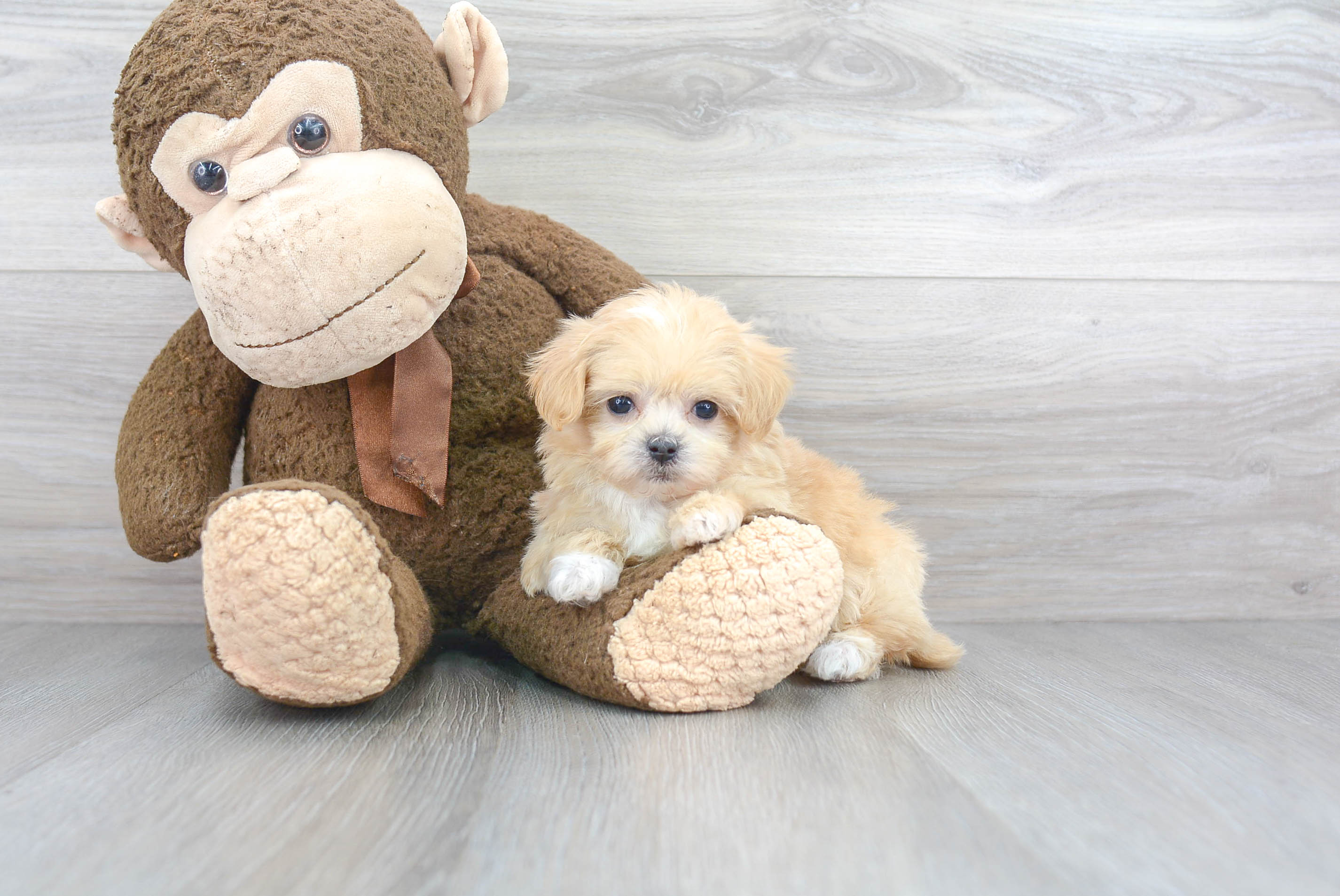 Happy Maltipoo Baby