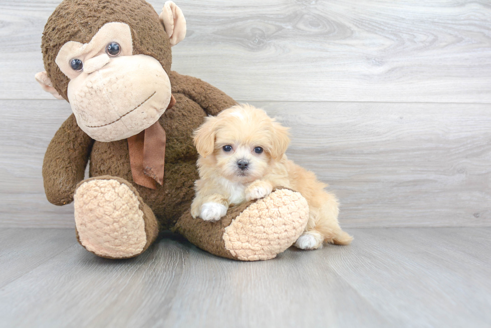 Happy Maltipoo Baby