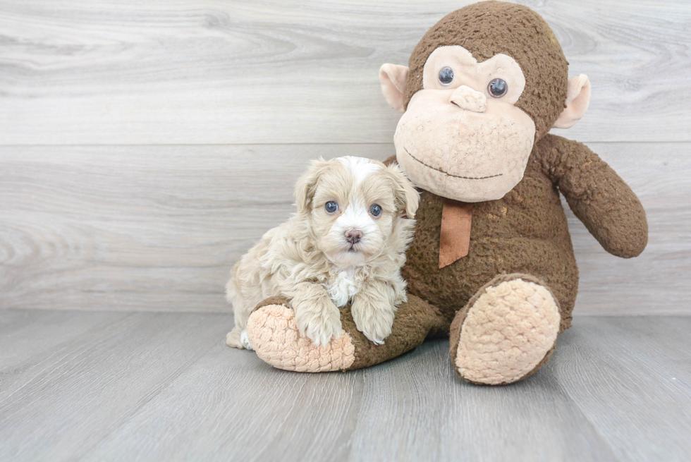 Small Maltipoo Baby