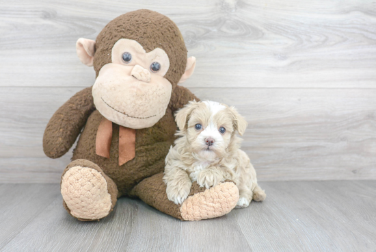 Fluffy Maltipoo Poodle Mix Pup