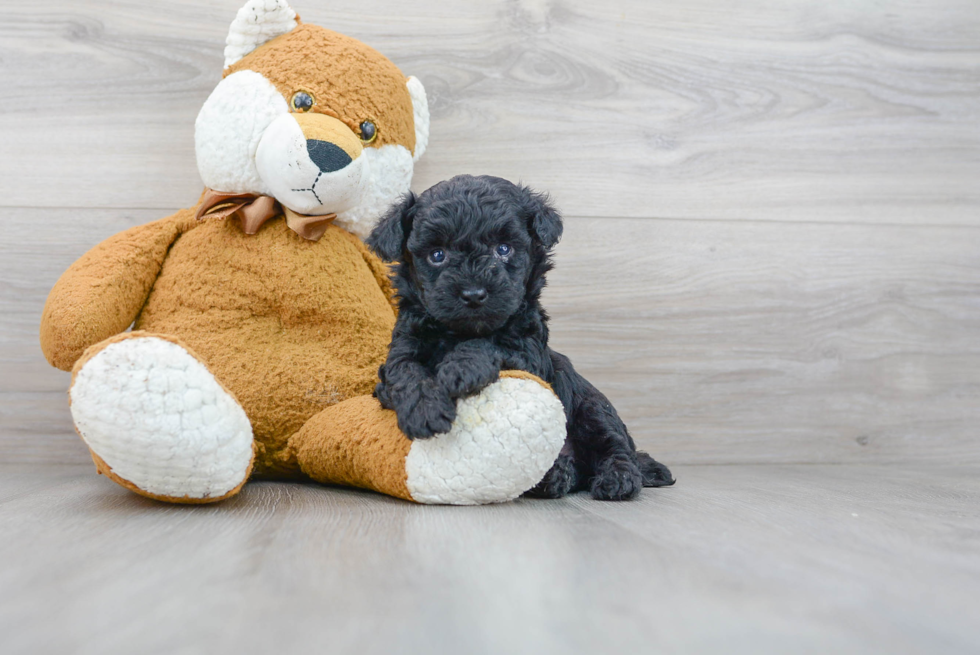 Hypoallergenic Maltese Poodle Poodle Mix Puppy