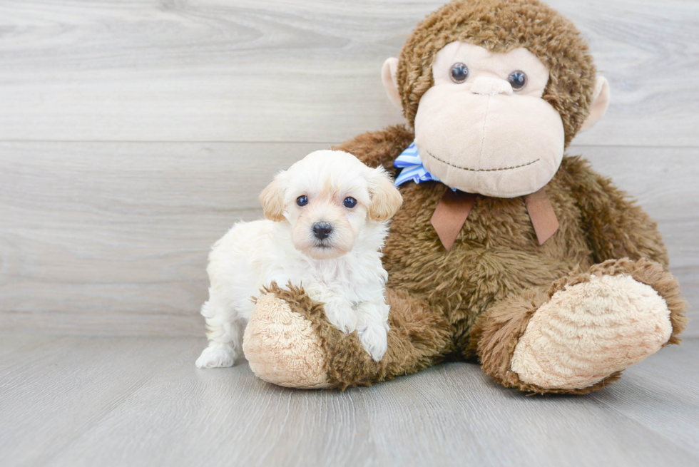 Fluffy Maltipoo Poodle Mix Pup