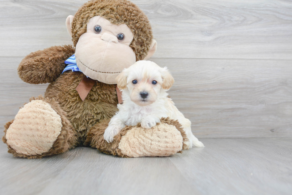 Maltipoo Puppy for Adoption