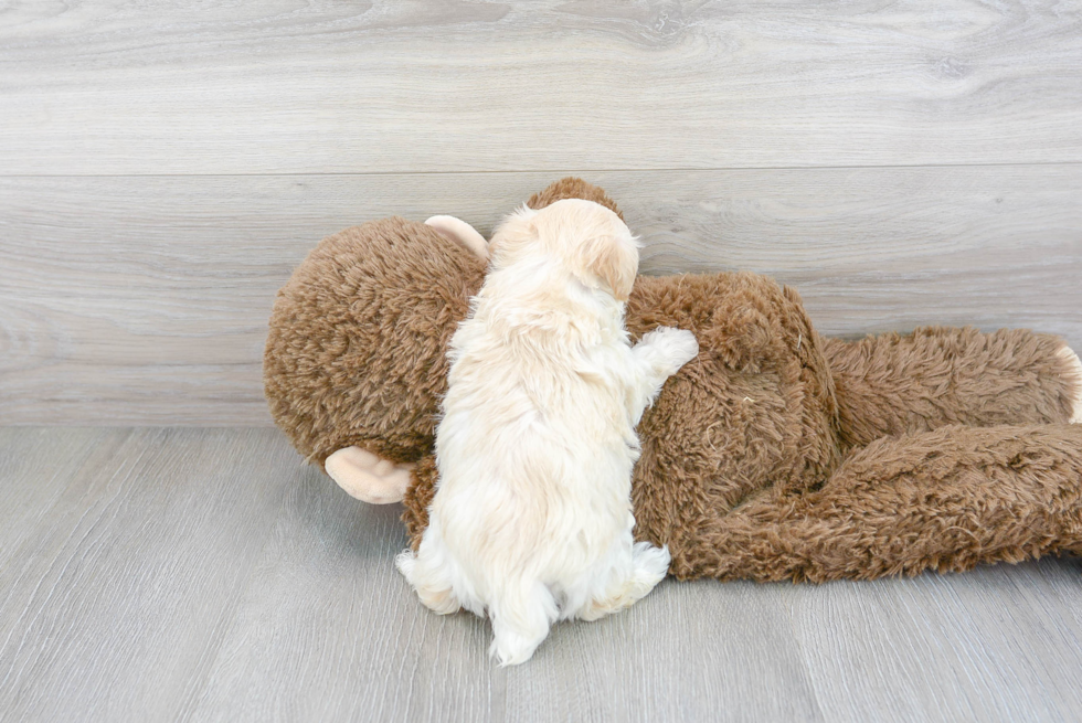 Smart Maltipoo Poodle Mix Pup