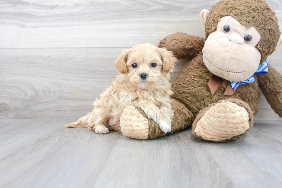 Hypoallergenic Maltese Poodle Poodle Mix Puppy