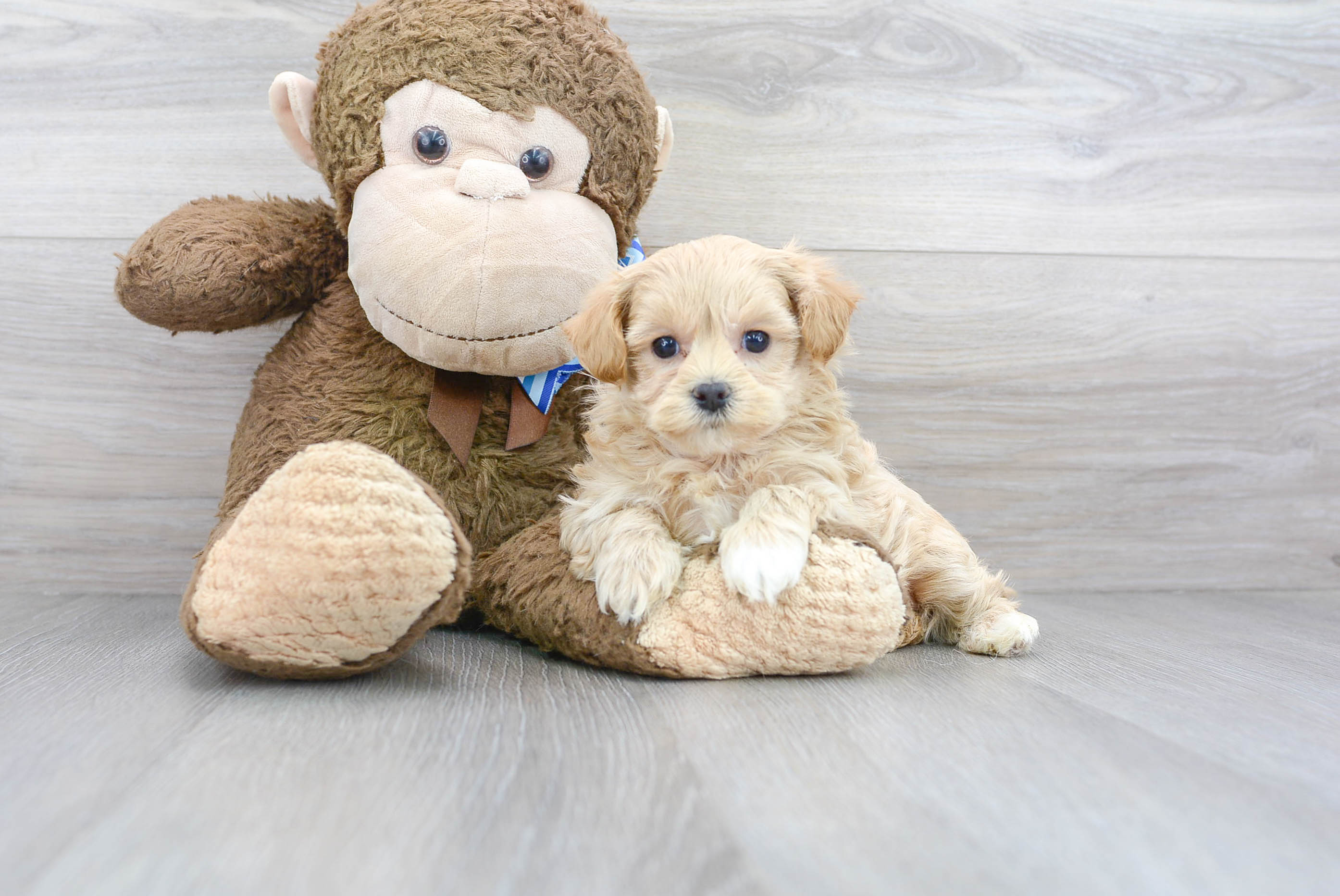 Maltipoo Pup Being Cute