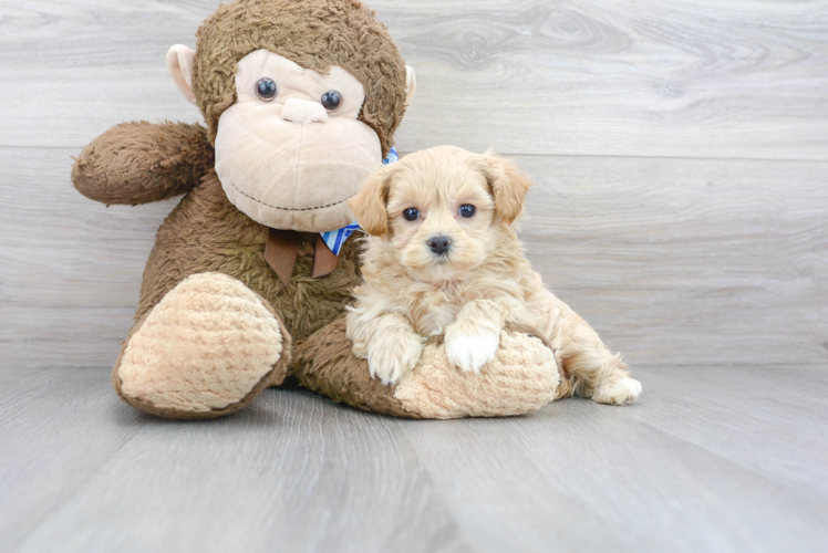 Maltipoo Pup Being Cute