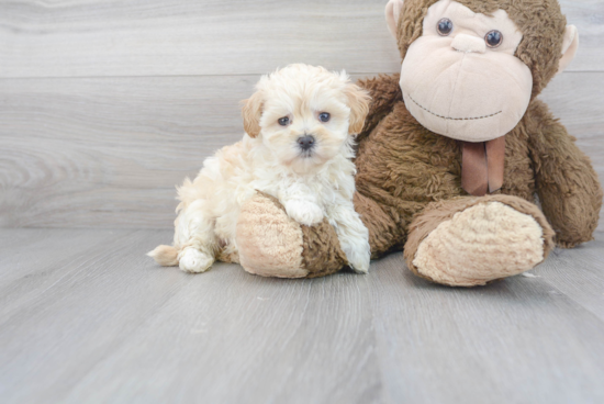 Playful Maltese Poodle Poodle Mix Puppy