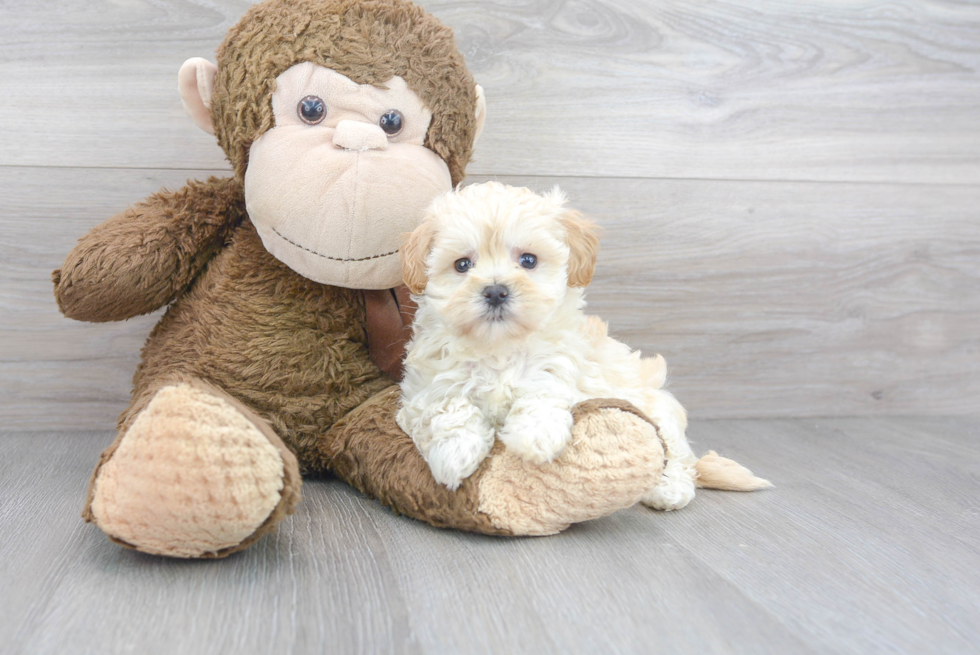 Playful Maltepoo Poodle Mix Puppy