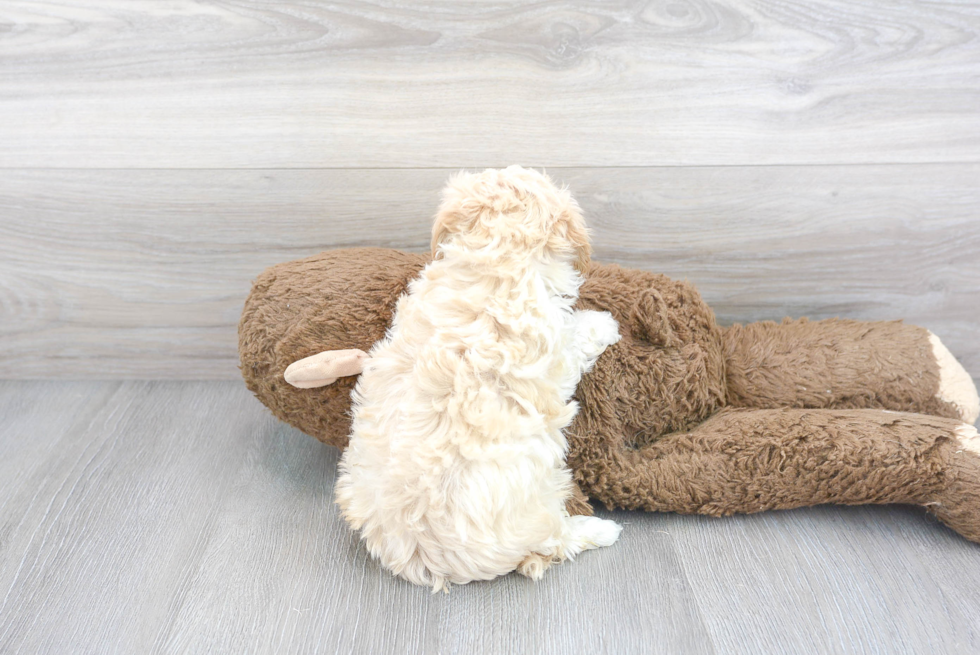 Petite Maltipoo Poodle Mix Pup