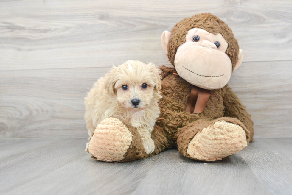 Maltipoo Puppy for Adoption