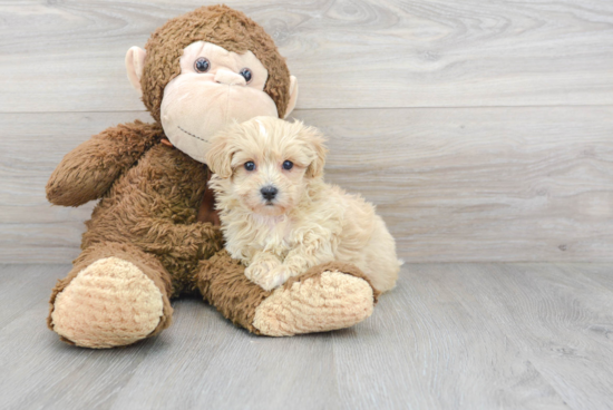 Best Maltipoo Baby