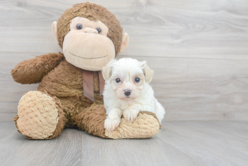 Maltipoo Puppy for Adoption