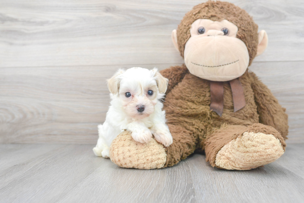 Hypoallergenic Maltepoo Poodle Mix Puppy