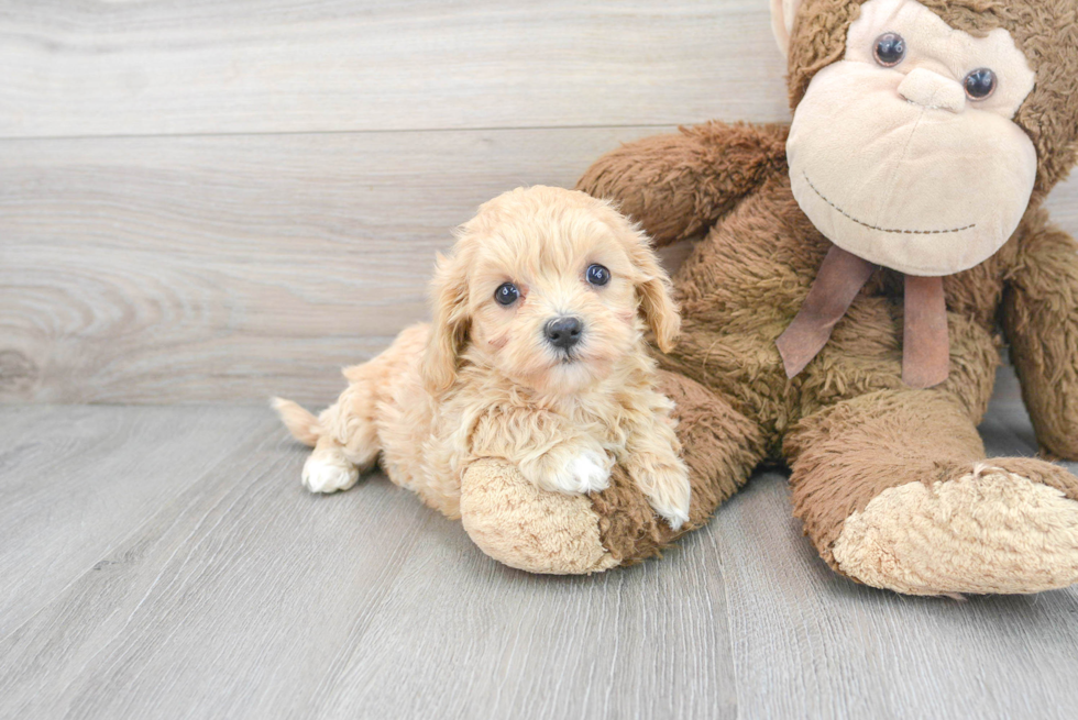 Best Maltipoo Baby