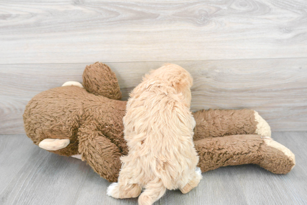 Smart Maltipoo Poodle Mix Pup