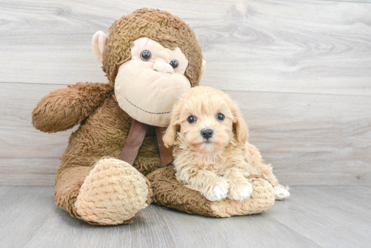 Little Maltese Poodle Poodle Mix Puppy