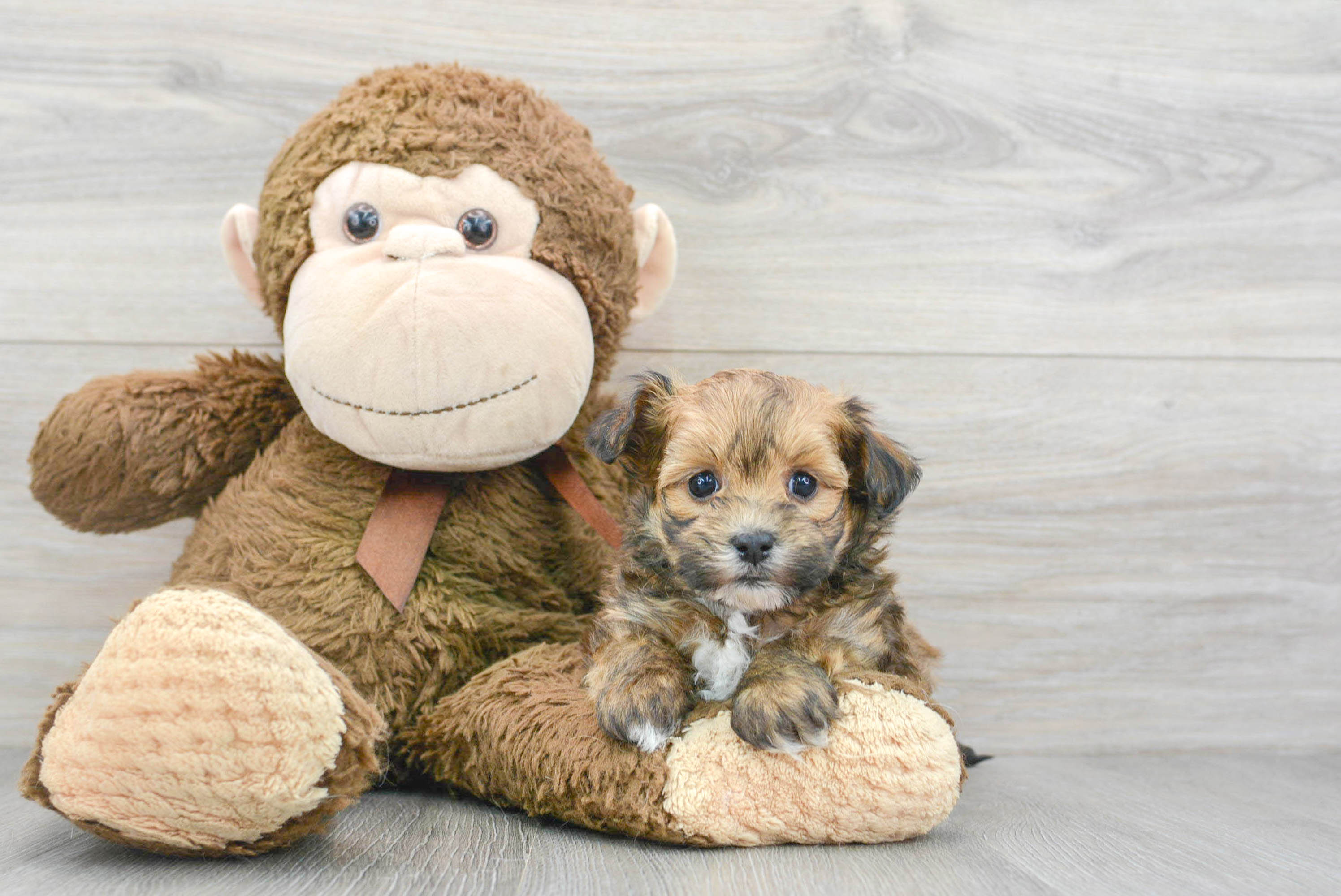 Maltipoo Puppy for Adoption