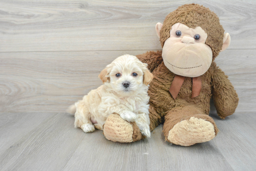 Maltipoo Puppy for Adoption