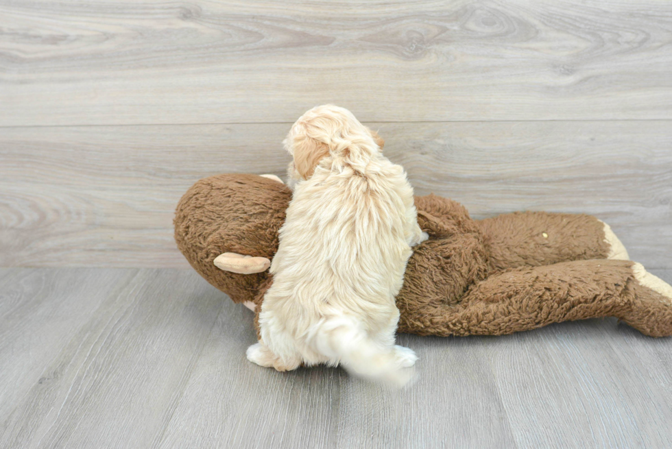 Best Maltipoo Baby