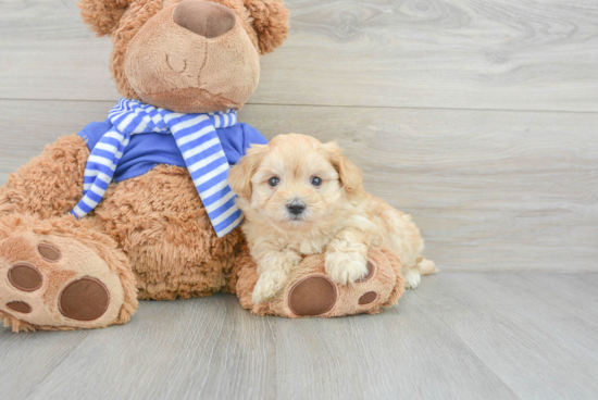 Cute Maltipoo Baby