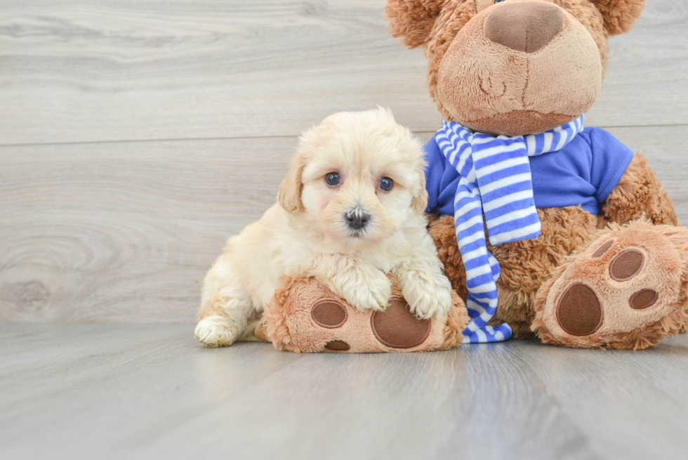 Energetic Maltepoo Poodle Mix Puppy