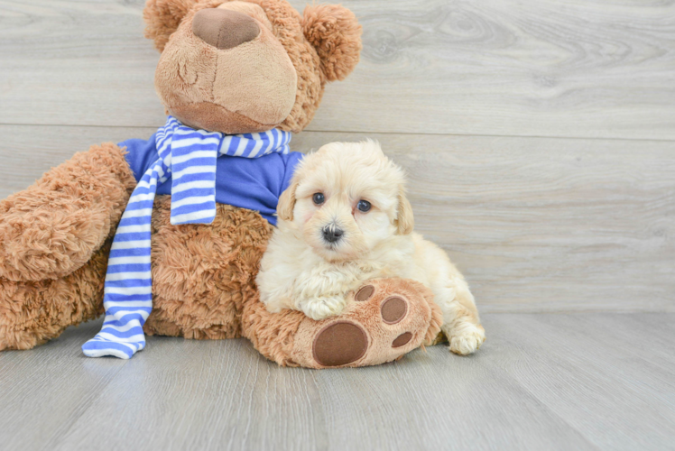 Little Maltepoo Poodle Mix Puppy