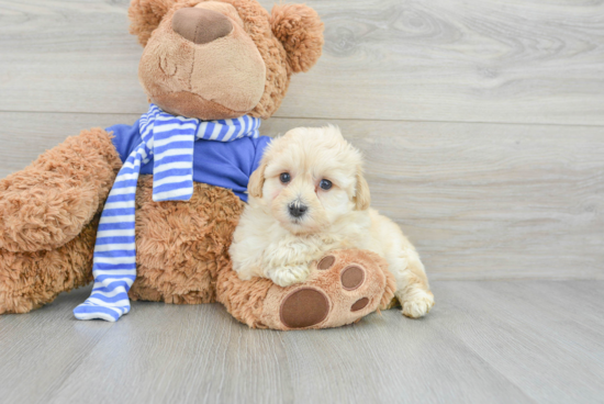 Little Maltepoo Poodle Mix Puppy