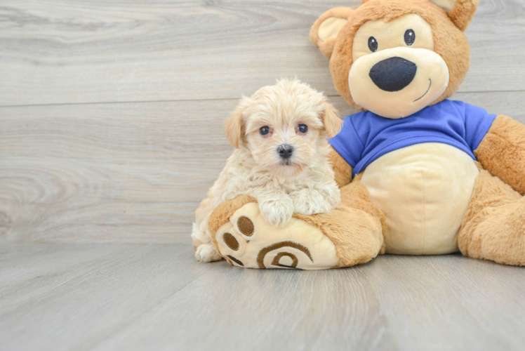 Maltipoo Puppy for Adoption