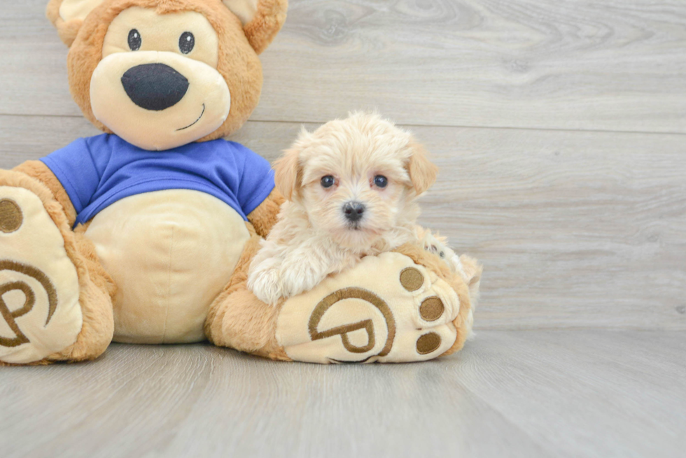 Maltipoo Puppy for Adoption