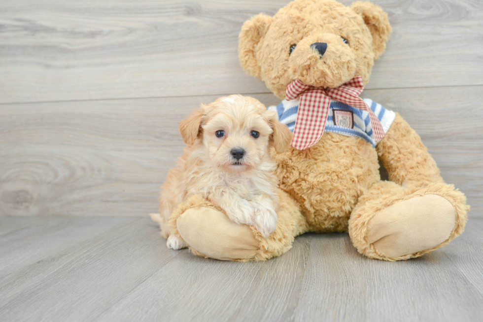 Maltipoo Puppy for Adoption