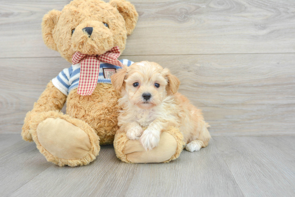 Maltipoo Pup Being Cute