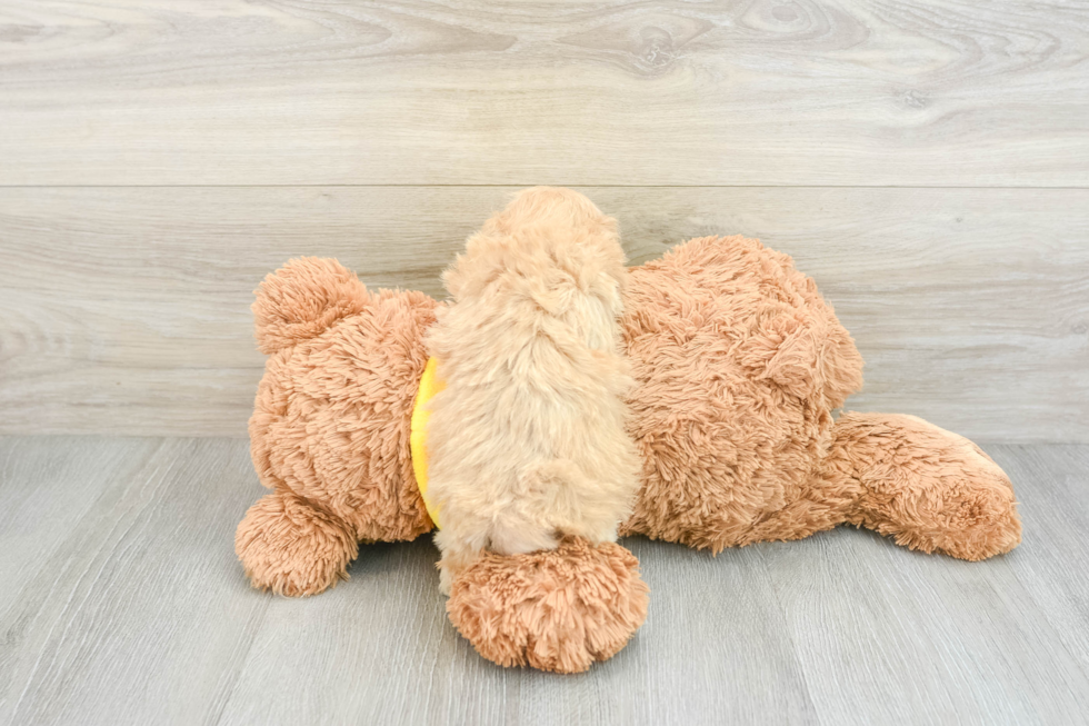 Maltipoo Pup Being Cute