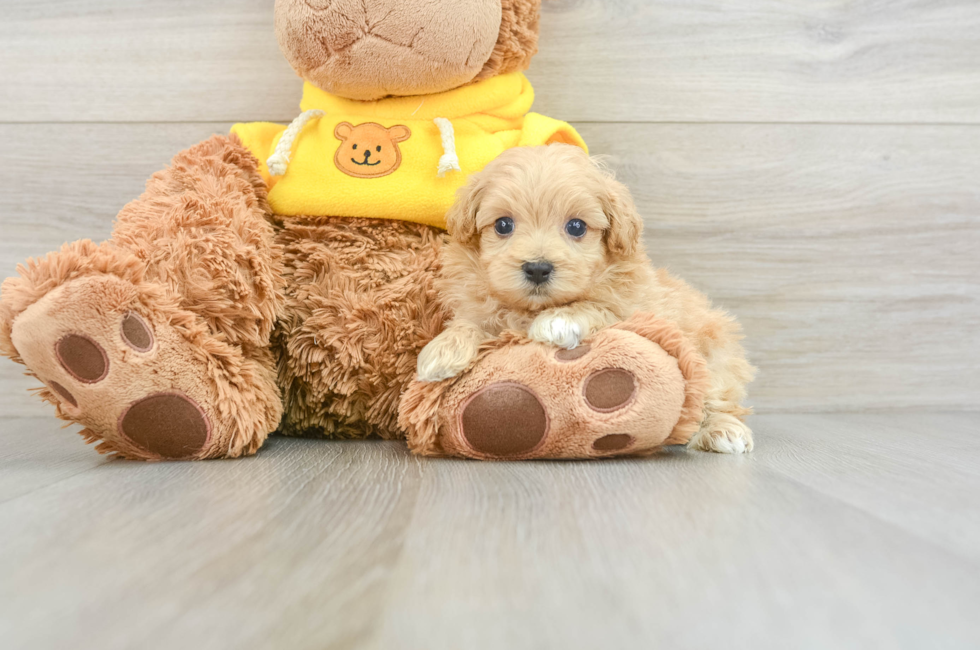 5 week old Maltipoo Puppy For Sale - Premier Pups