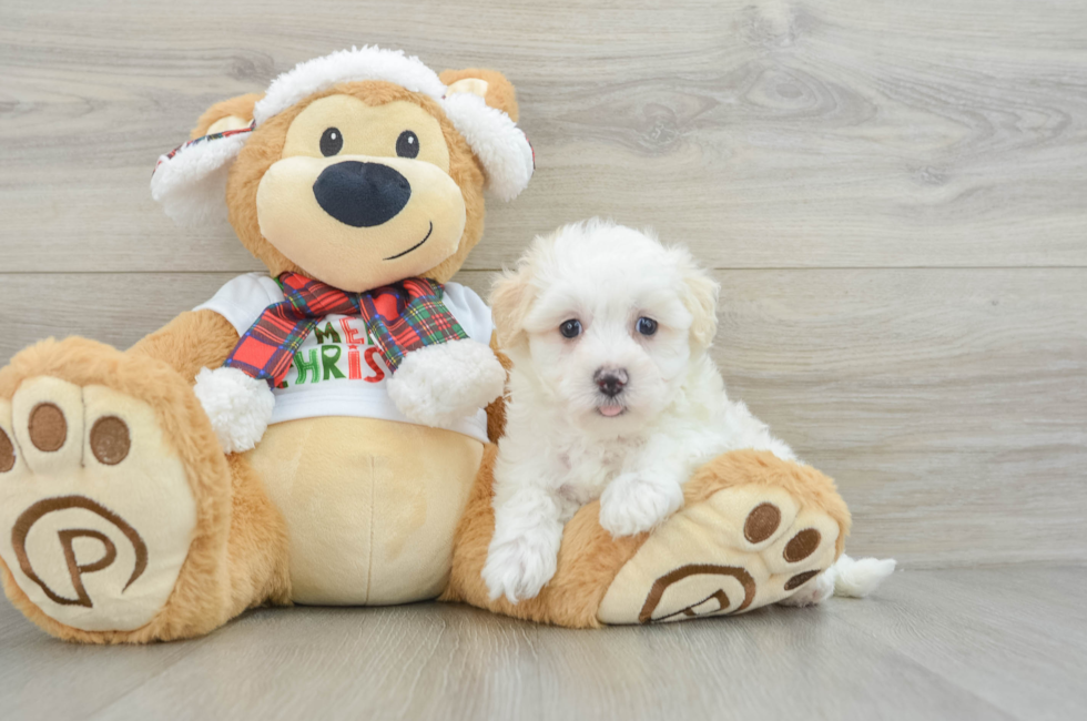 6 week old Maltipoo Puppy For Sale - Premier Pups