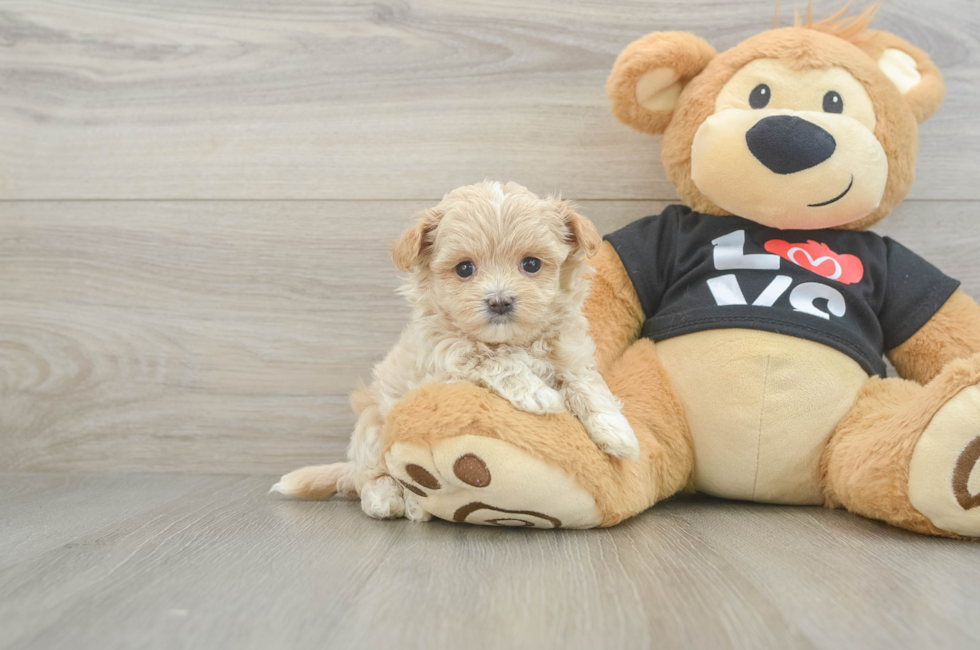 6 week old Maltipoo Puppy For Sale - Premier Pups