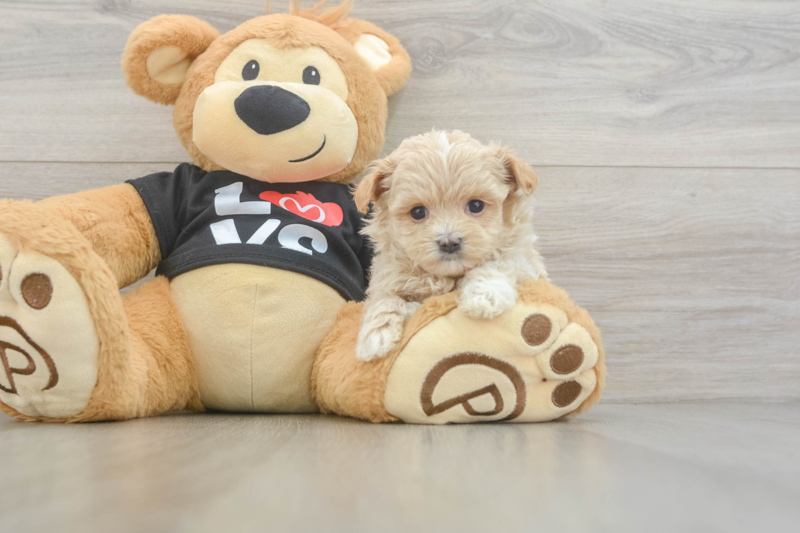 Meet Kade - our Maltipoo Puppy Photo 3/3 - Premier Pups