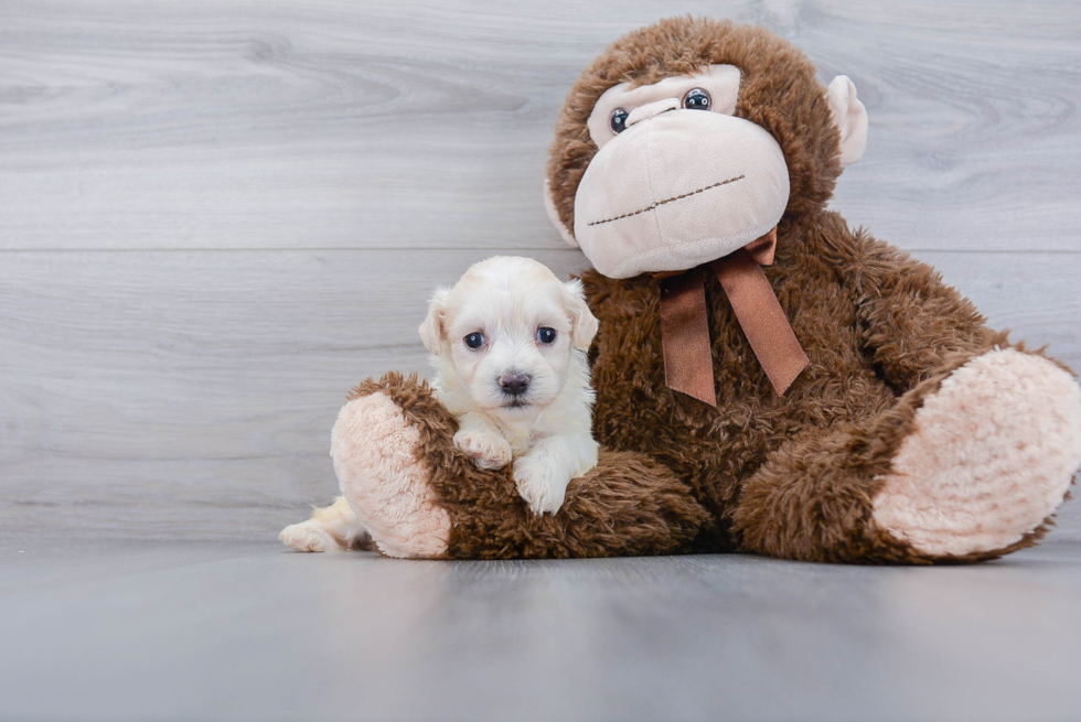 Maltipoo Pup Being Cute