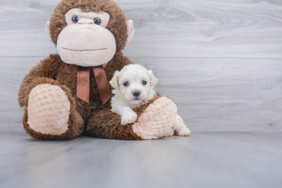 Best Maltipoo Baby