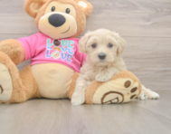 5 week old Maltipoo Puppy For Sale - Premier Pups