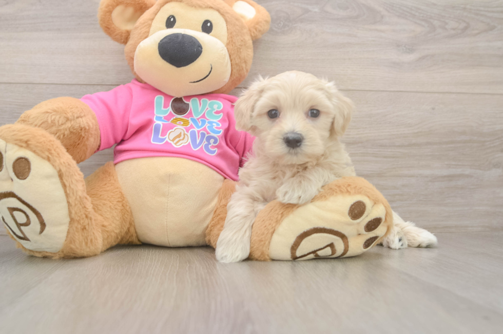 5 week old Maltipoo Puppy For Sale - Premier Pups